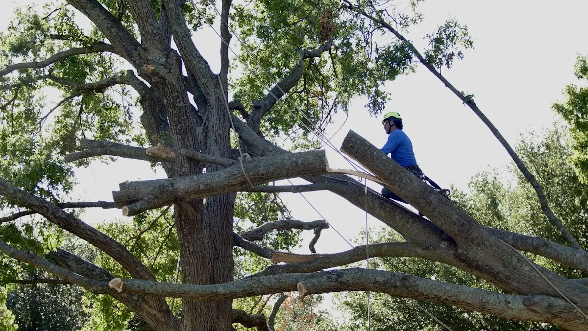 Professional Hazardous Tree Removal performed by certified arborists in Stamford