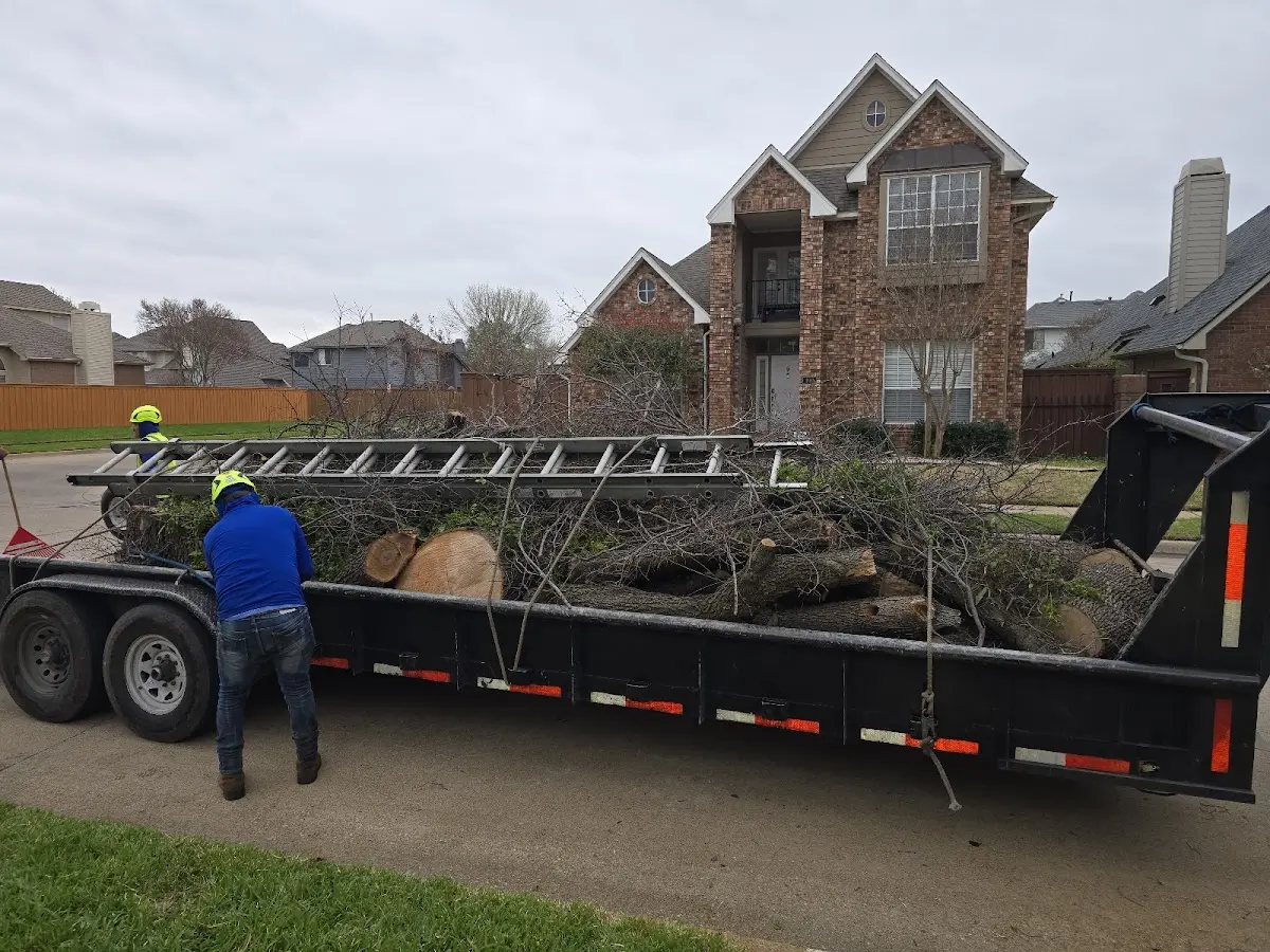 Expert Tree Pest Control with proper safety equipment in Stamford